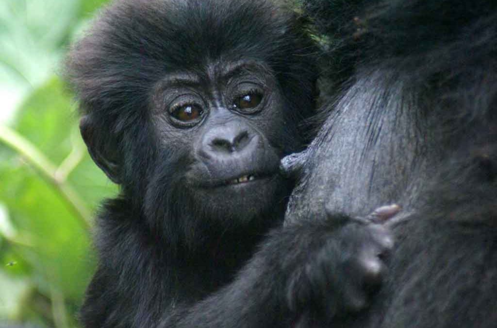 why gorilla trekking