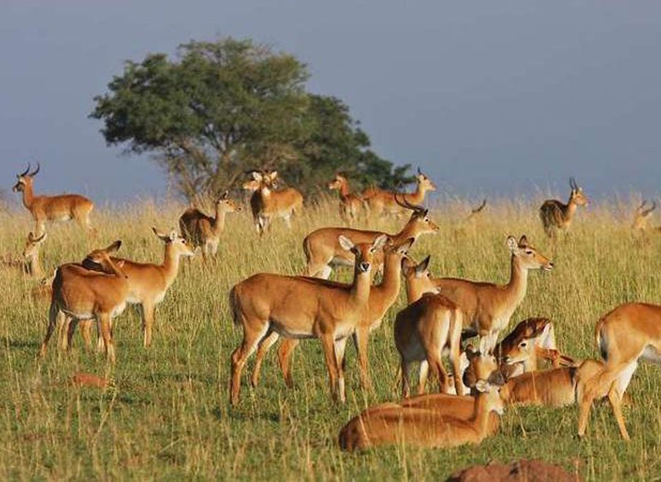 What Can I See in Kasenyi Plains in Queen Elizabeth Park