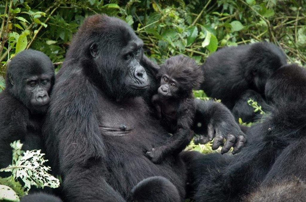 Exploring the World of Gorillas 2 Exploring the World of Gorillas