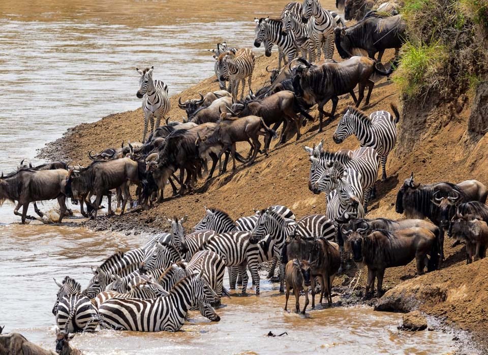 The wildebeest migration