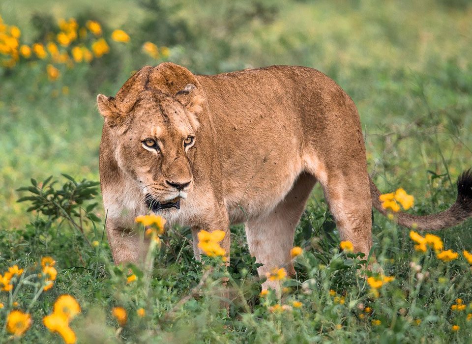 Best Places to Film Big Cats in Uganda