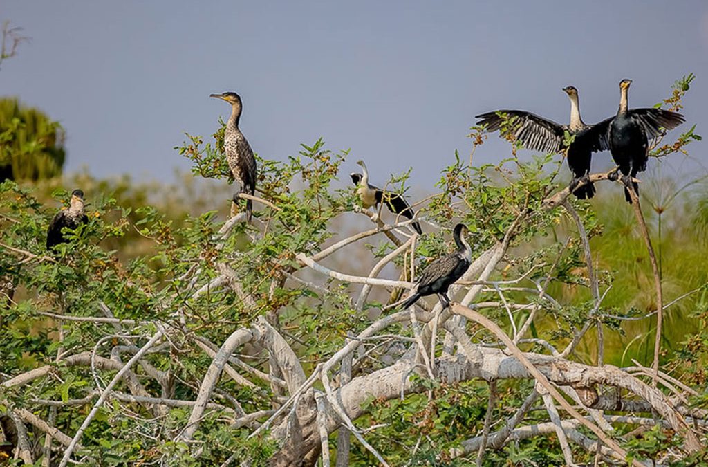 Bird-Watching Safari to Gishwati-Mukura National Park 2 Bird-watching Safari to Gishwati-Mukura National Park