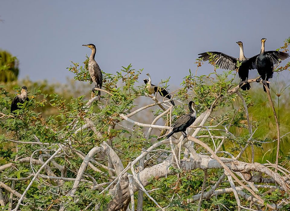 Bird-watching Safari to Gishwati-Mukura National Park