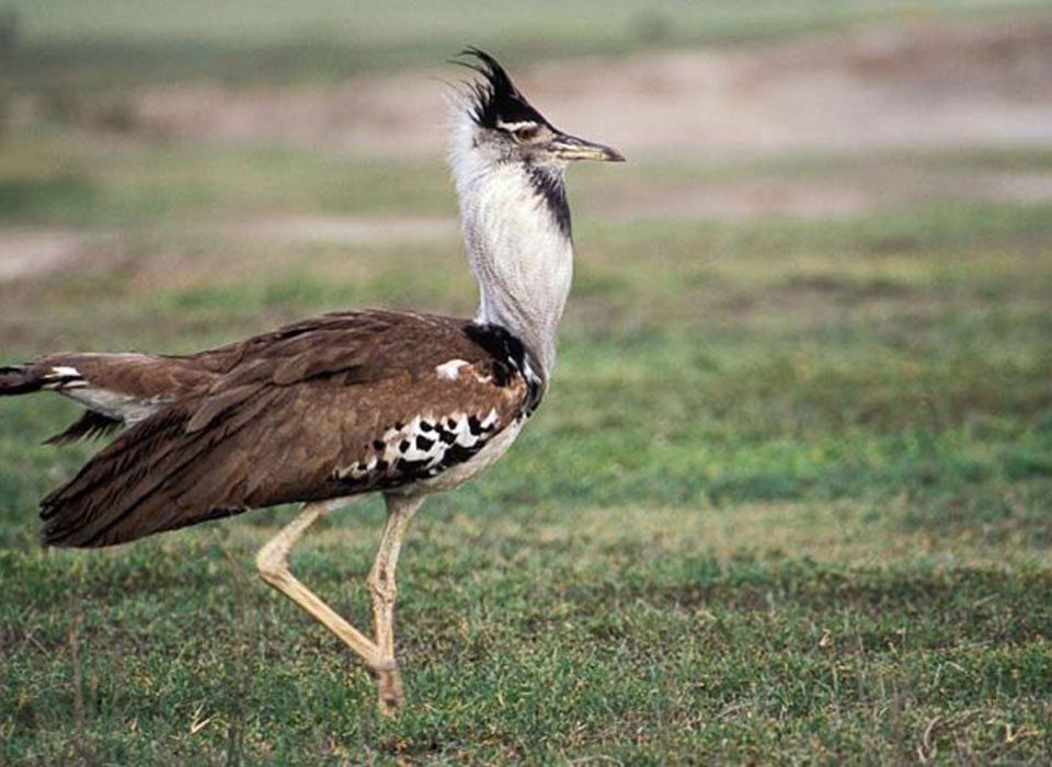Birding Safari in Serengeti