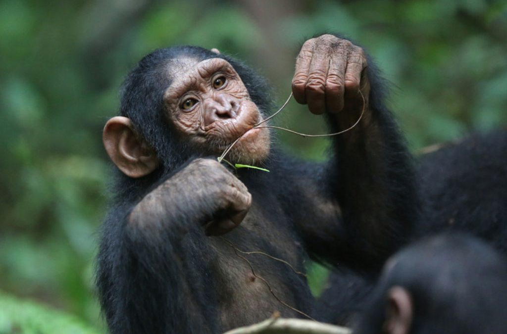 Best Places For Chimpanzee Habituation in Uganda 2 Best Places For Chimpanzee Habituation in Uganda