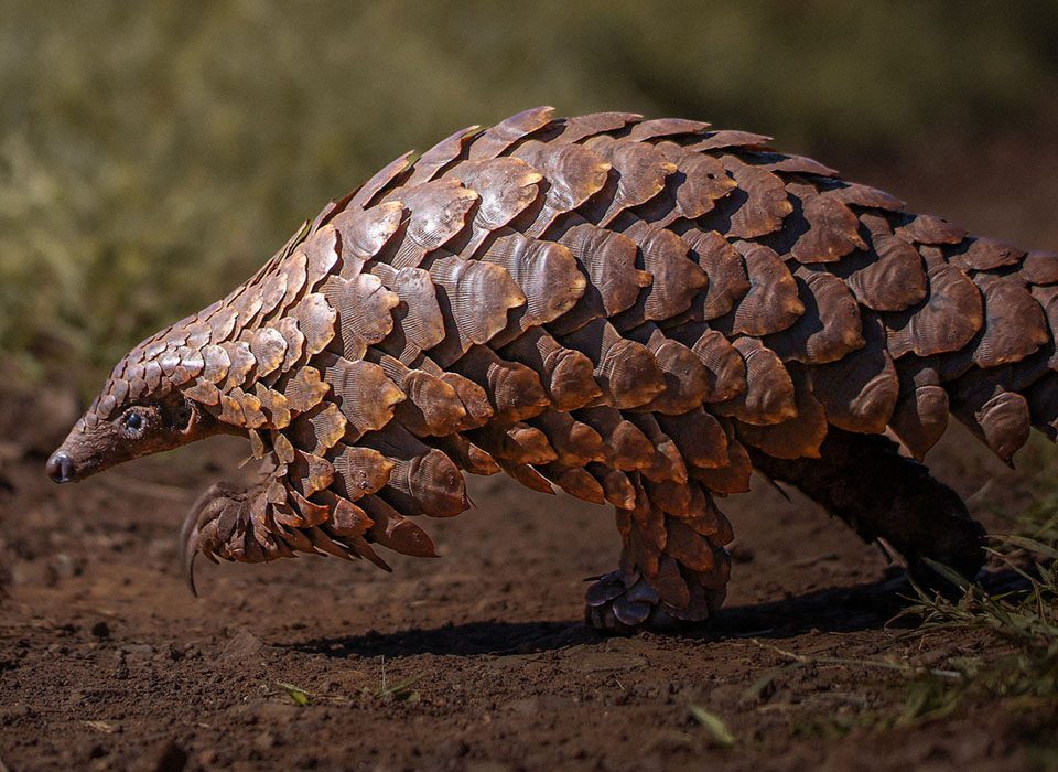 Your guide to Kenya and Uganda's most unique African Animals