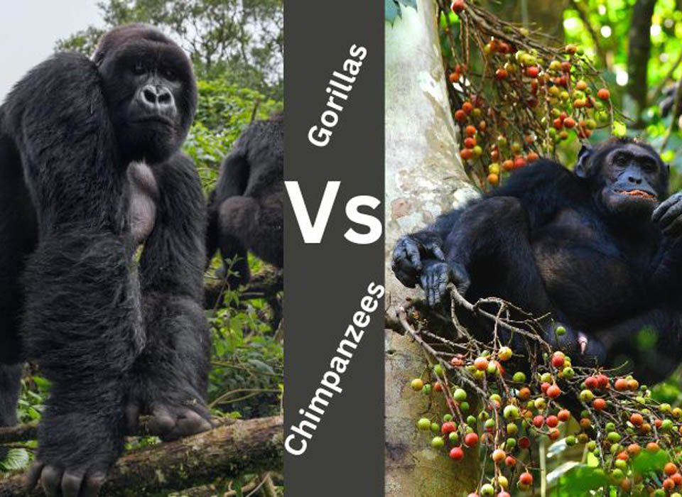 Chimpanzee vs Gorilla difference