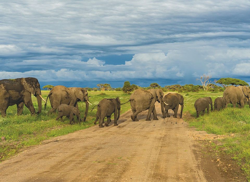 How To Plan a Wildlife Safari to Tanzania During High Season