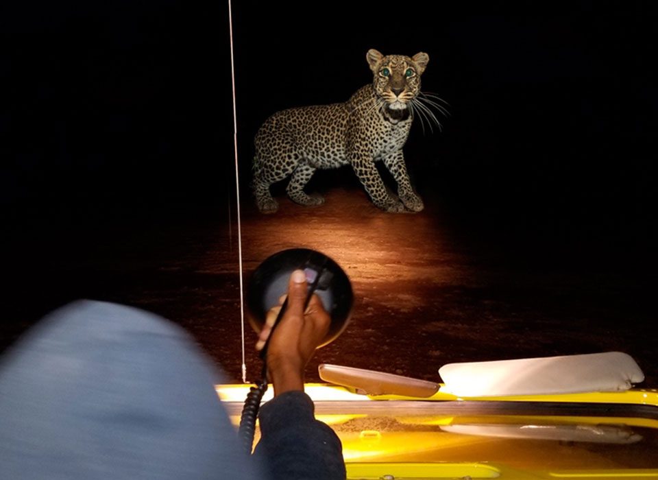 Night Game Drives in Akagera National Park