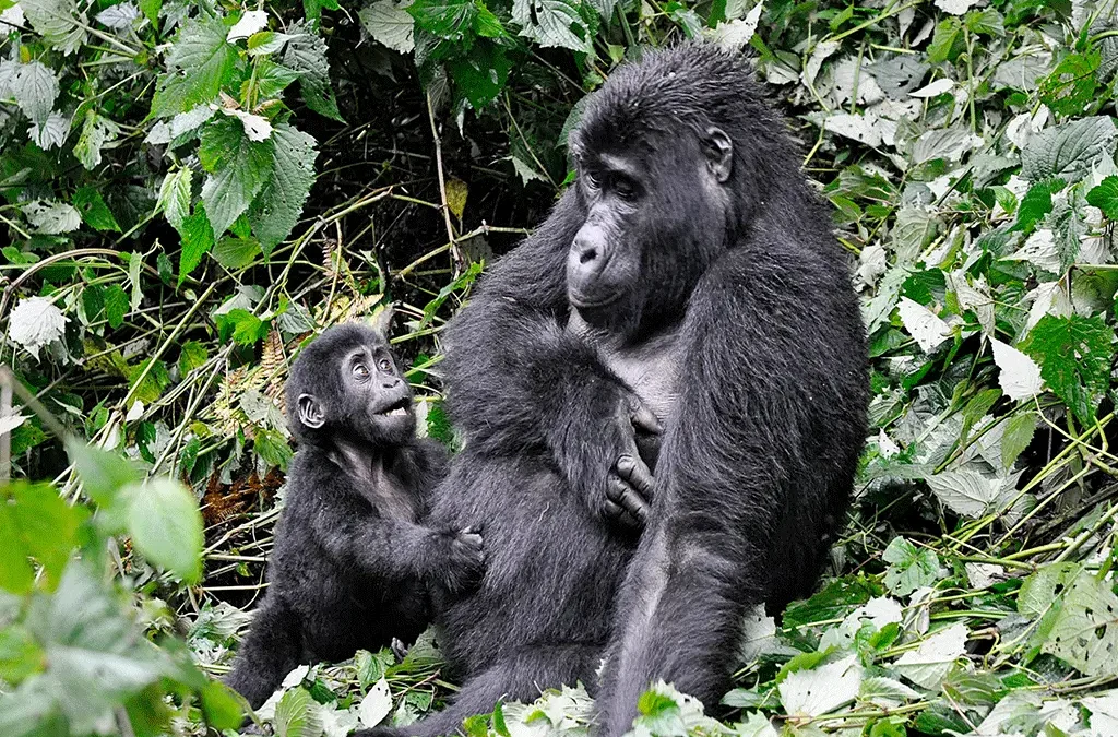 Best time For Gorilla Trekking in Uganda and Rwanda 2 What is The Best time For Gorilla Trekking in Uganda and Rwanda?