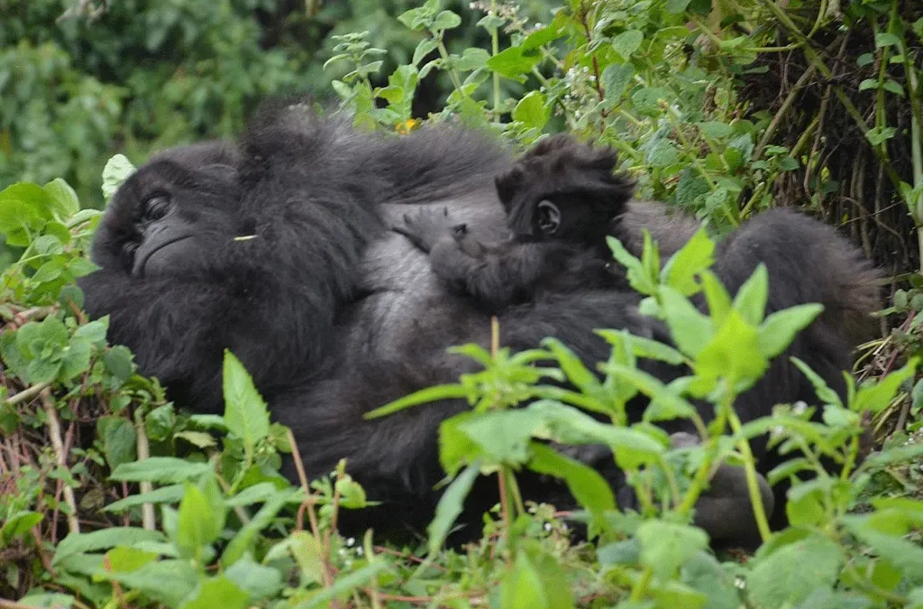 Mountain Gorilla Census- How It's Done