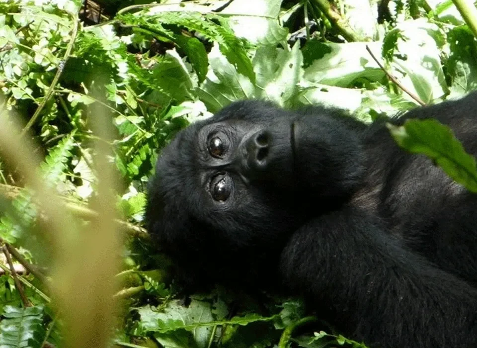 How To Get To Rwanda for a Combined Primates and Masai Mara Safari