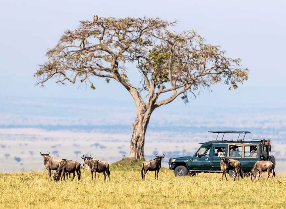 Tips For Planning a Safari to Kenya