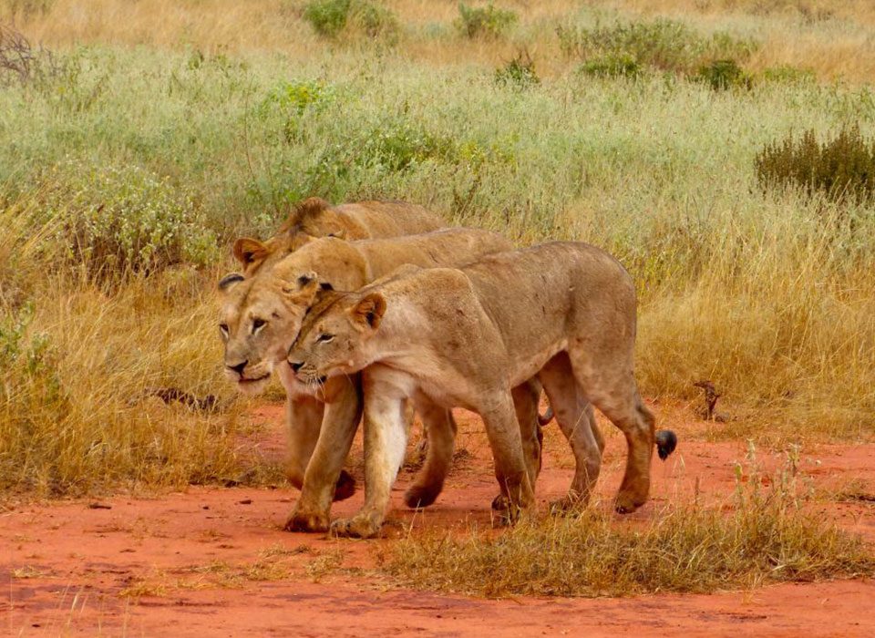 Tsavo National Park Wildlife Safari