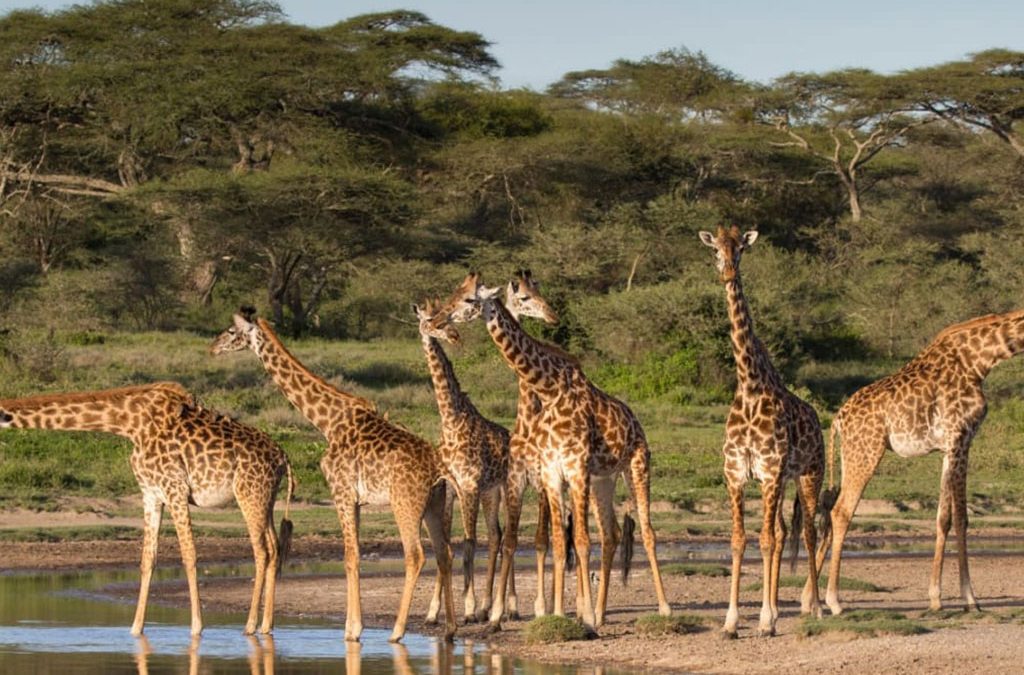 The best time to visit Ugalla River National Park