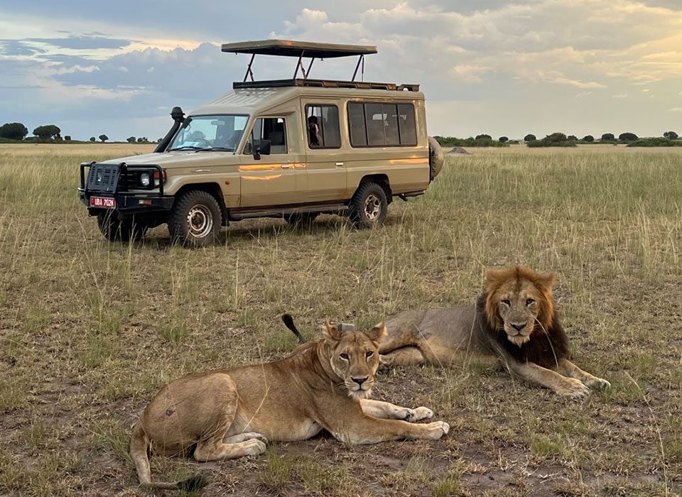 Top Great Wildlife Species in Uganda