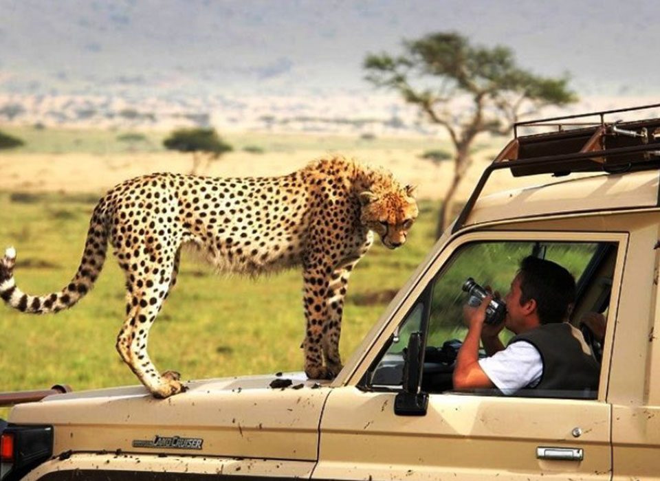 Why is Tanzania Considered a Top Safari Destination in Africa