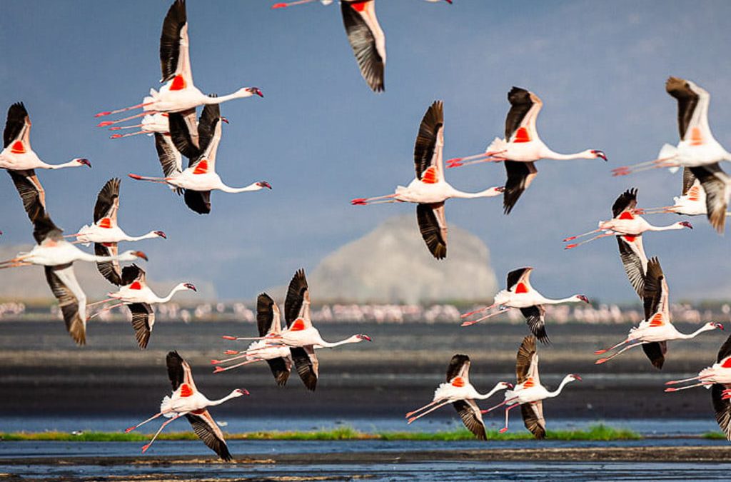 Bird migration in East Africa? A Safari Guide's timeline