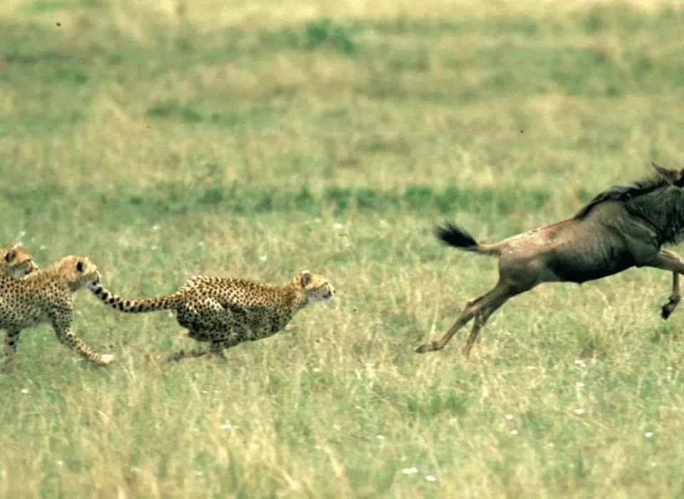 7 Days Masai Mara Lake Nakuru and Amboseli Safari