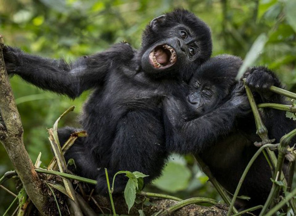 Why Uganda's Gorilla Trekking made me rethink wildlife tourism