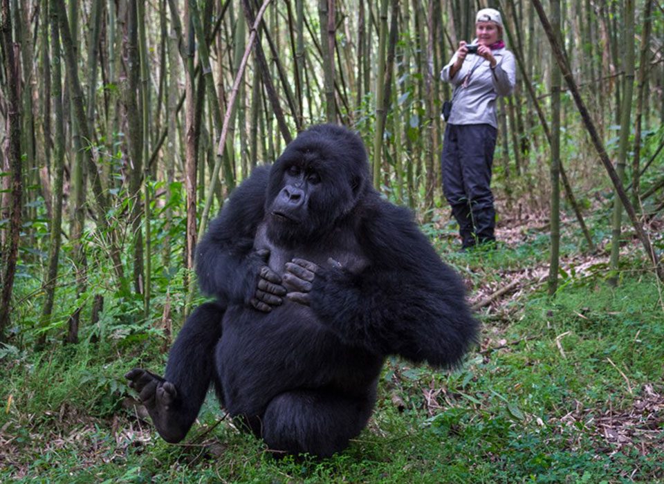 Why Gorilla Trekking is the Last Activity