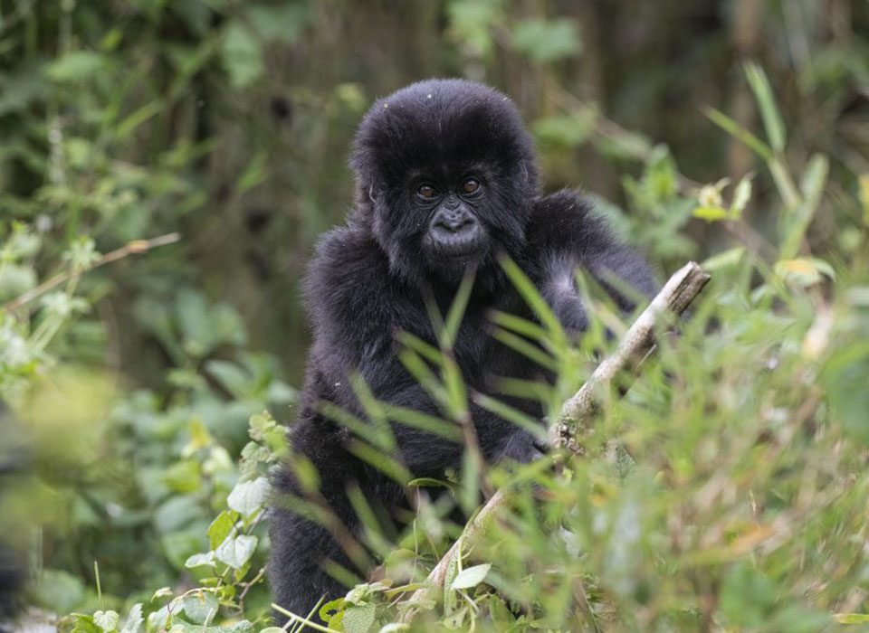 What is in An All-inclusive Rwanda Gorilla Trekking Safari