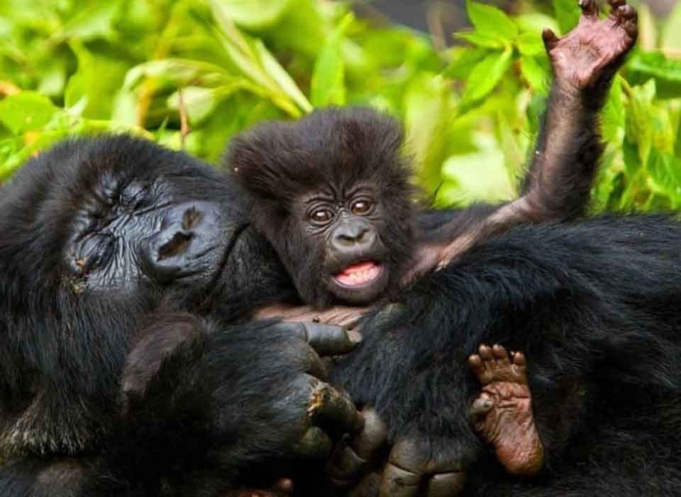 What is the famous tourist attraction found in Bwindi Impenetrable National Park?
