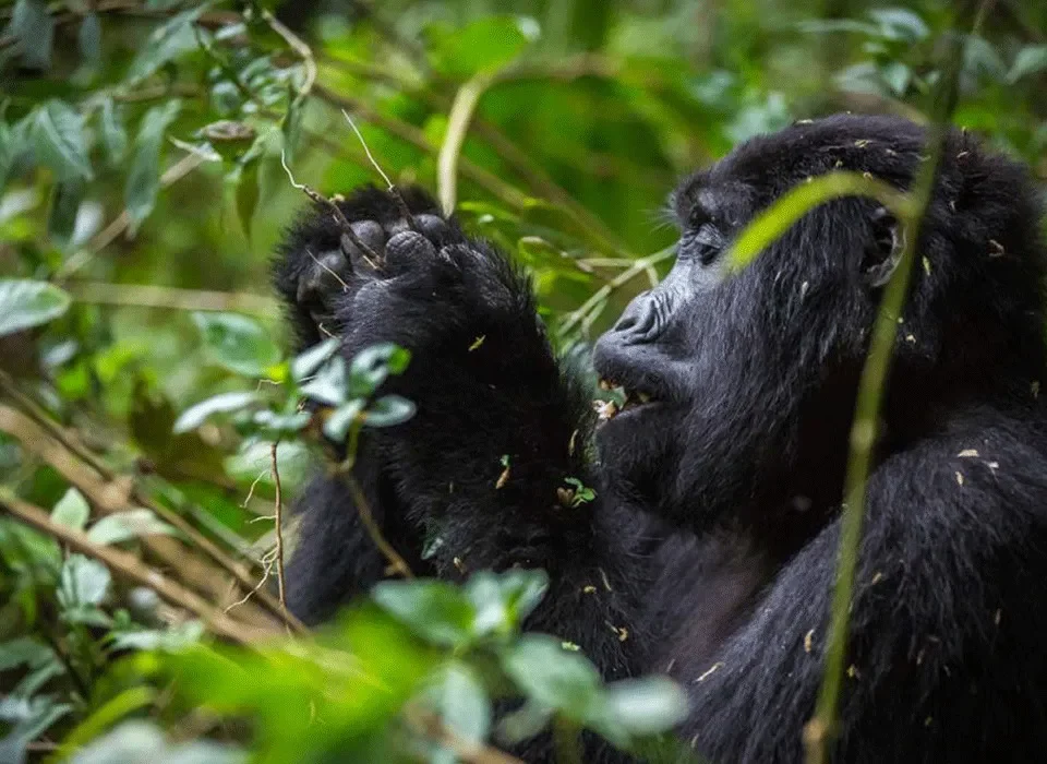 Can Children Participate in Gorilla Trekking?