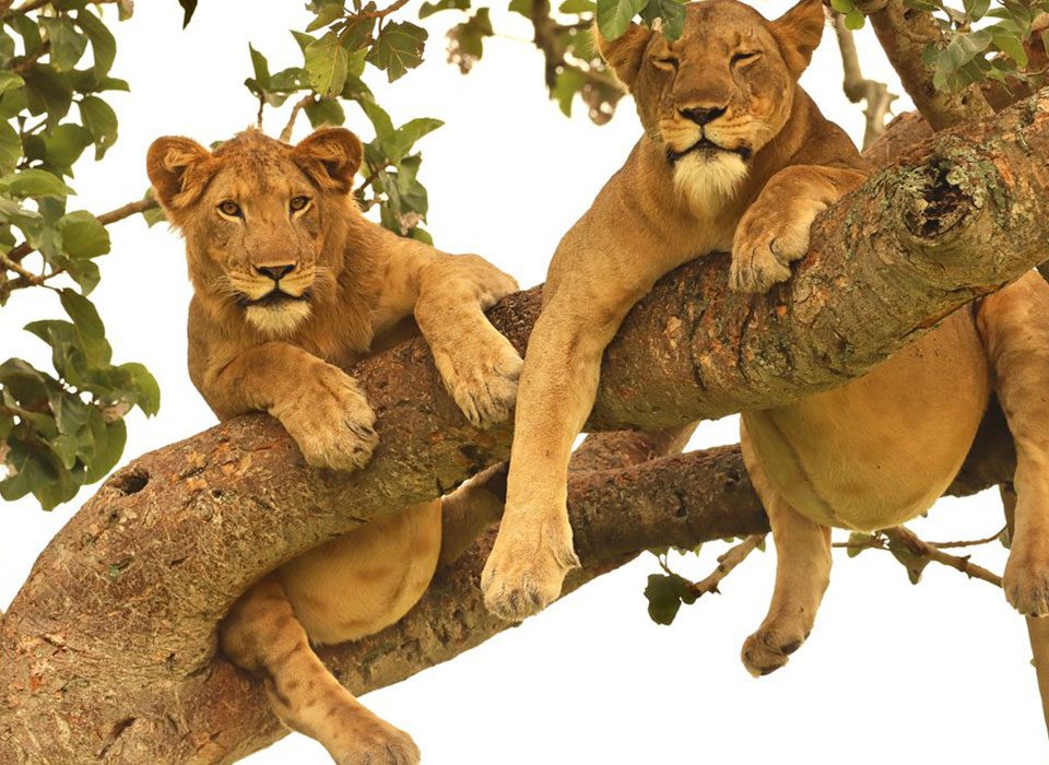How Far in Advance Should I Book a Uganda Safari?