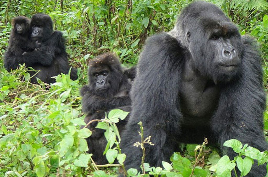 Who is Eligible to Buy Gorilla Permits in Uganda 2 Who is Eligible to Buy Gorilla Permits in Uganda