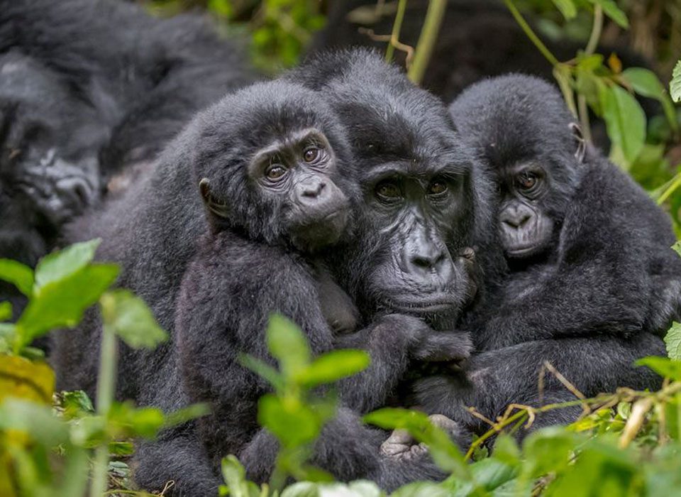 Will I Definitely See Gorillas?