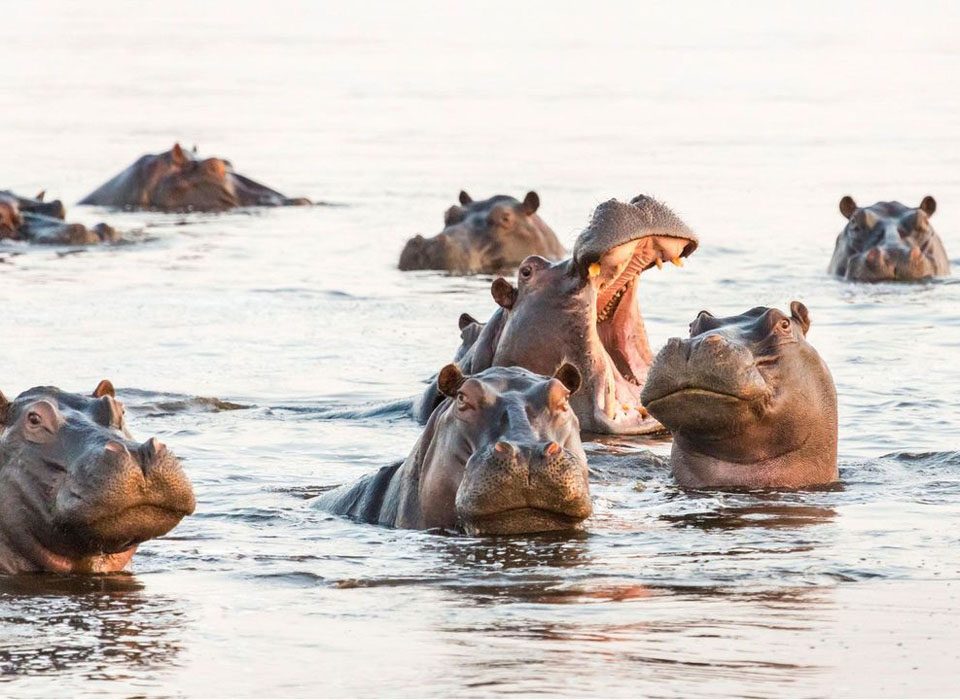 Why Lake Edward is Africa's Best Kept Wildlife Secret