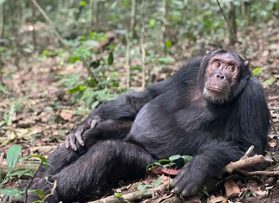 Booking Chimp Habituation: What to Avoid