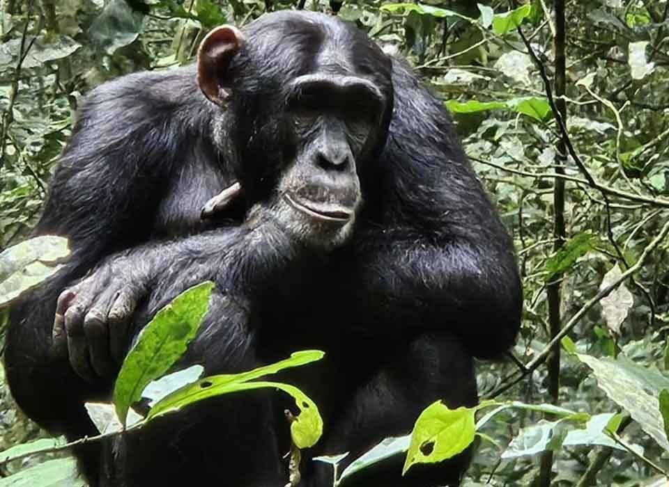 Chimpanzee Trekking in Kalinzu Forest Reserve and Kibale National Park