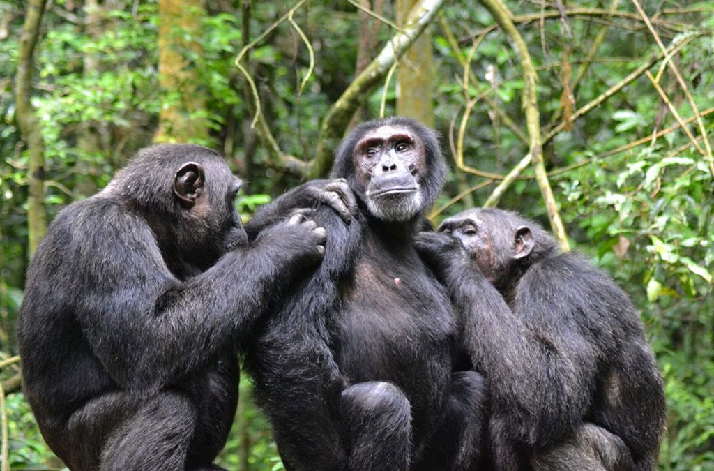 How Many Chimpanzee Permits are Available Daily in Kibale NP?
