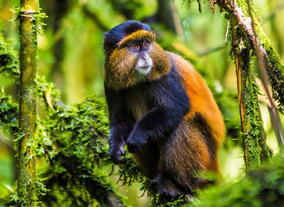 Golden Monkey Trekking
