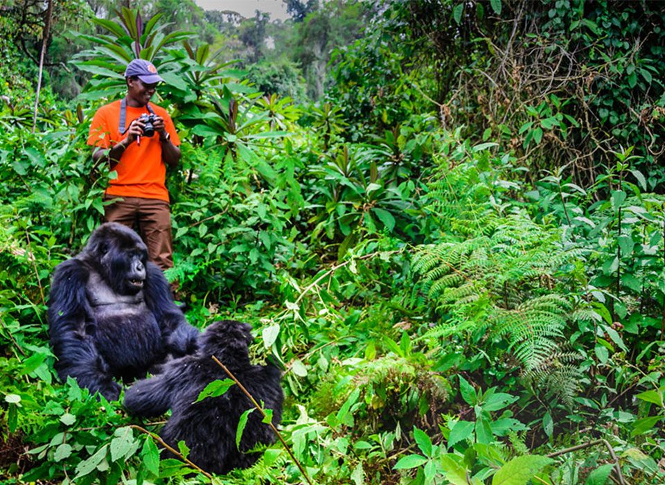 Rwanda Gorilla Safaris