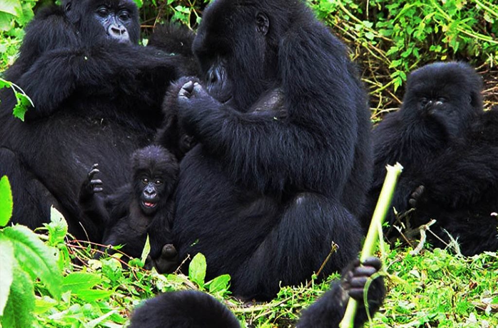 Why Track Mountain Gorillas in Rushaga Sector of Bwindi? 2 Track Mountain Gorillas in Rushaga