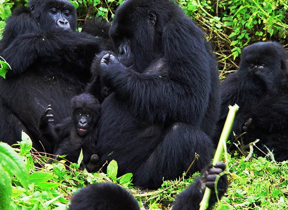 Track Mountain Gorillas in Rushaga
