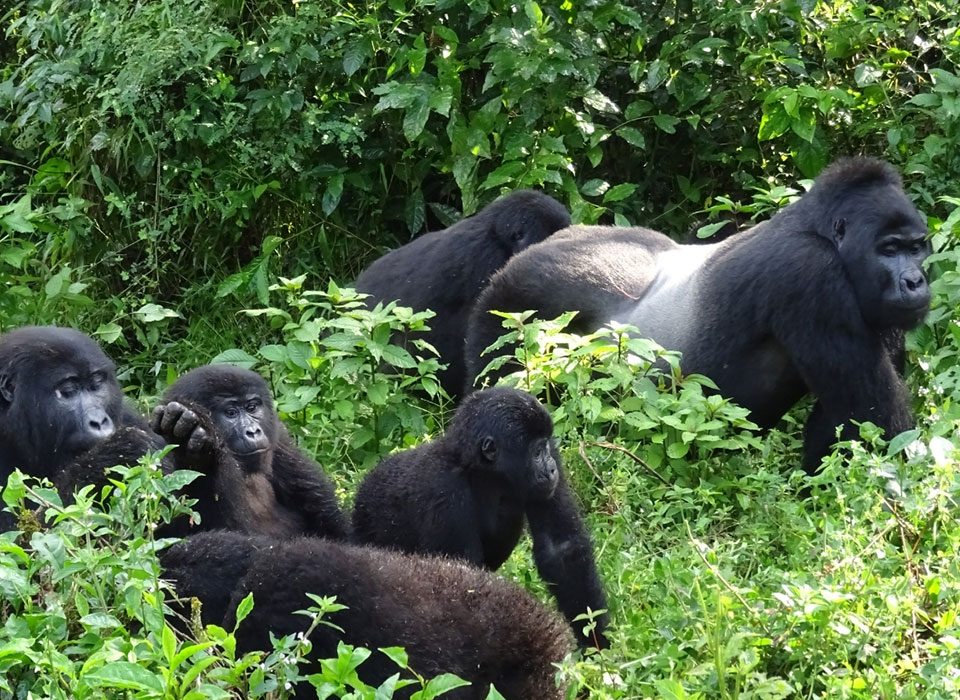 Is there gorilla habituation in Volcanoes National Park? 14 Is there gorilla habituation in Volcanoes National Park?