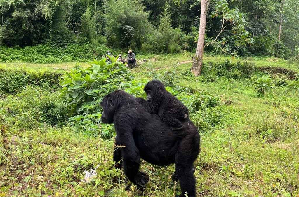 Gorilla Trekking Secrets