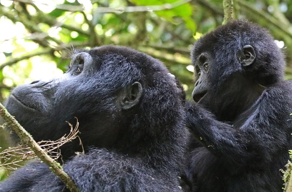 Hidden Spots for Gorilla Trekking in Africa