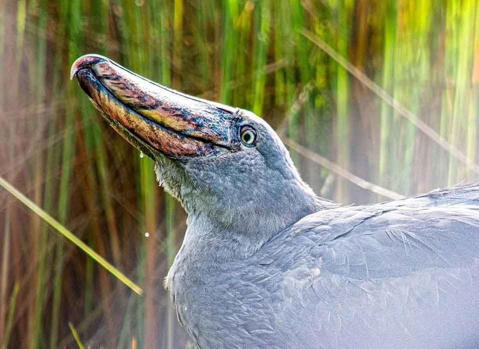 Mabamba Swamp Tour in Uganda