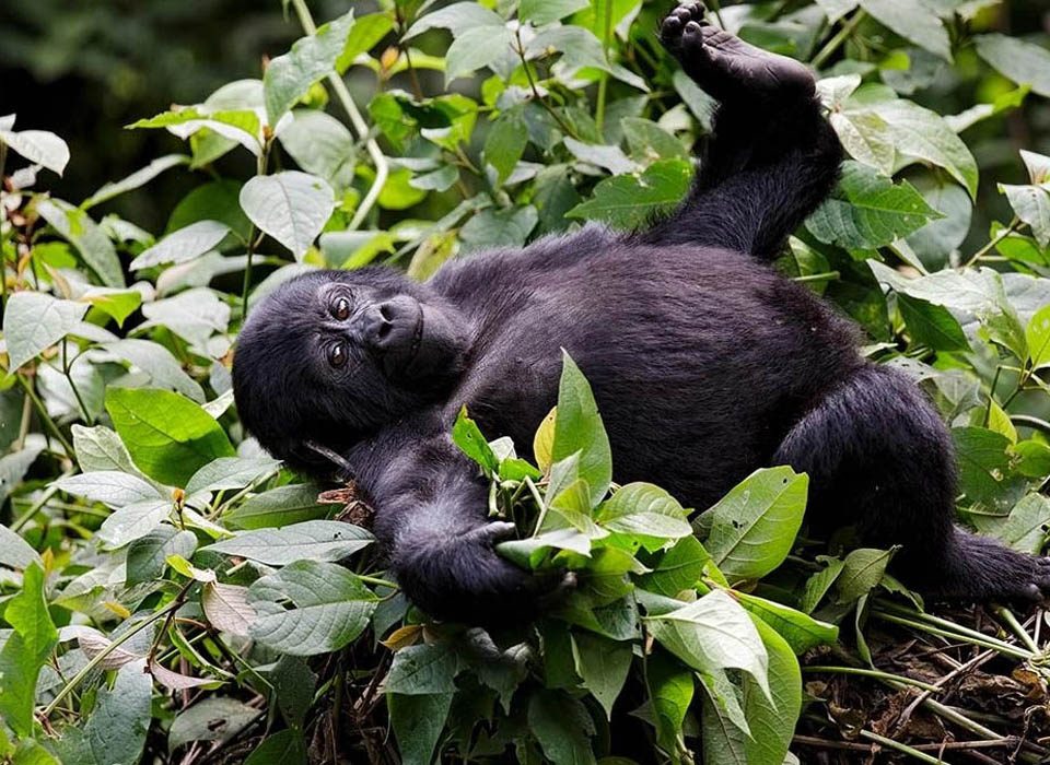 Why Uganda Gorilla Trekking in Low Season is a Hidden Gem