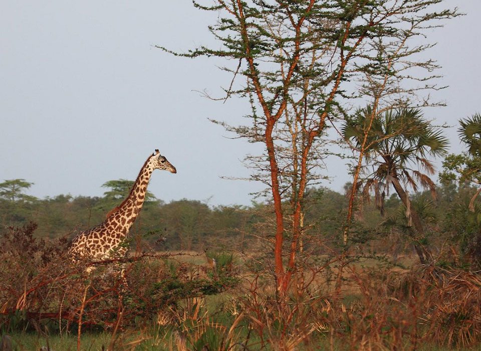 Saadani National Park 14 Saadani National Park