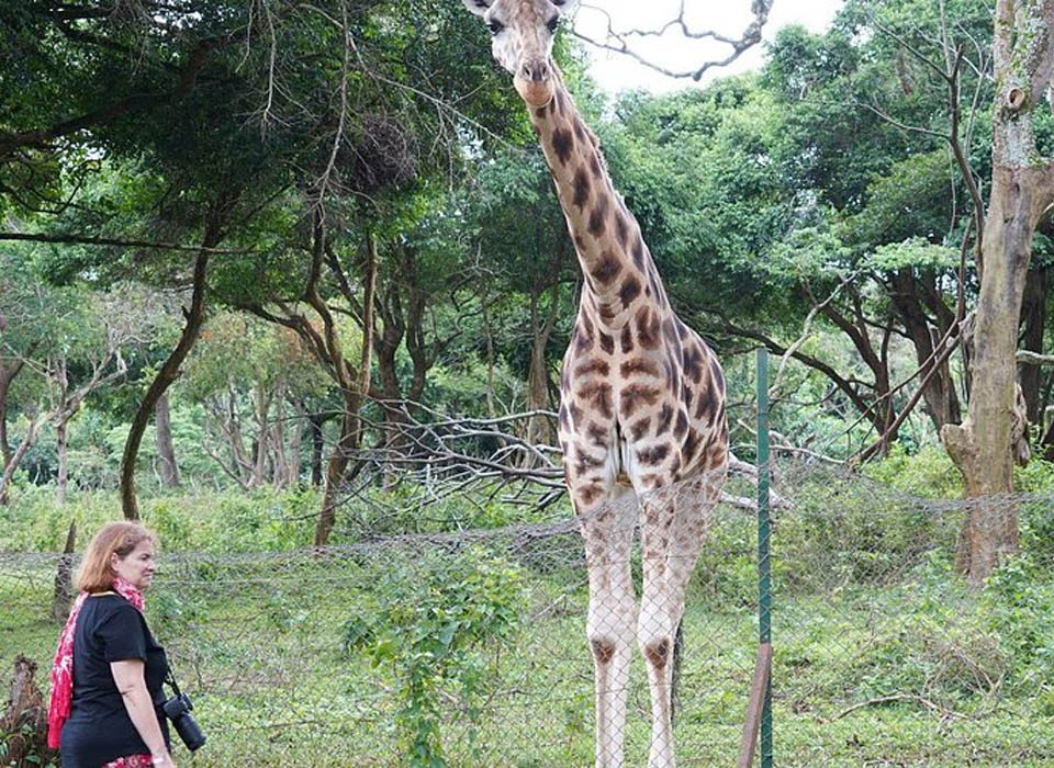 Wildlife Rehabilitation Uganda: From Rescue to Release 14 wildlife rehabilitation Uganda