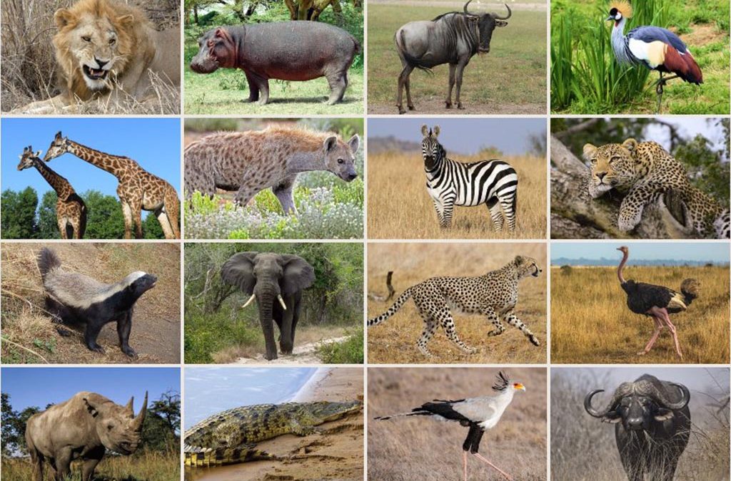 Responsible Wildlife Tourism Made Simple 2 Responsible Wildlife Tourism Made Simple