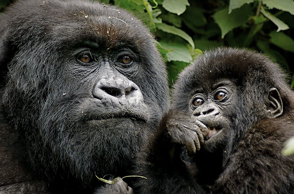 New Year’s gorilla trekking in Uganda 2 New Year’s gorilla trekking in Uganda