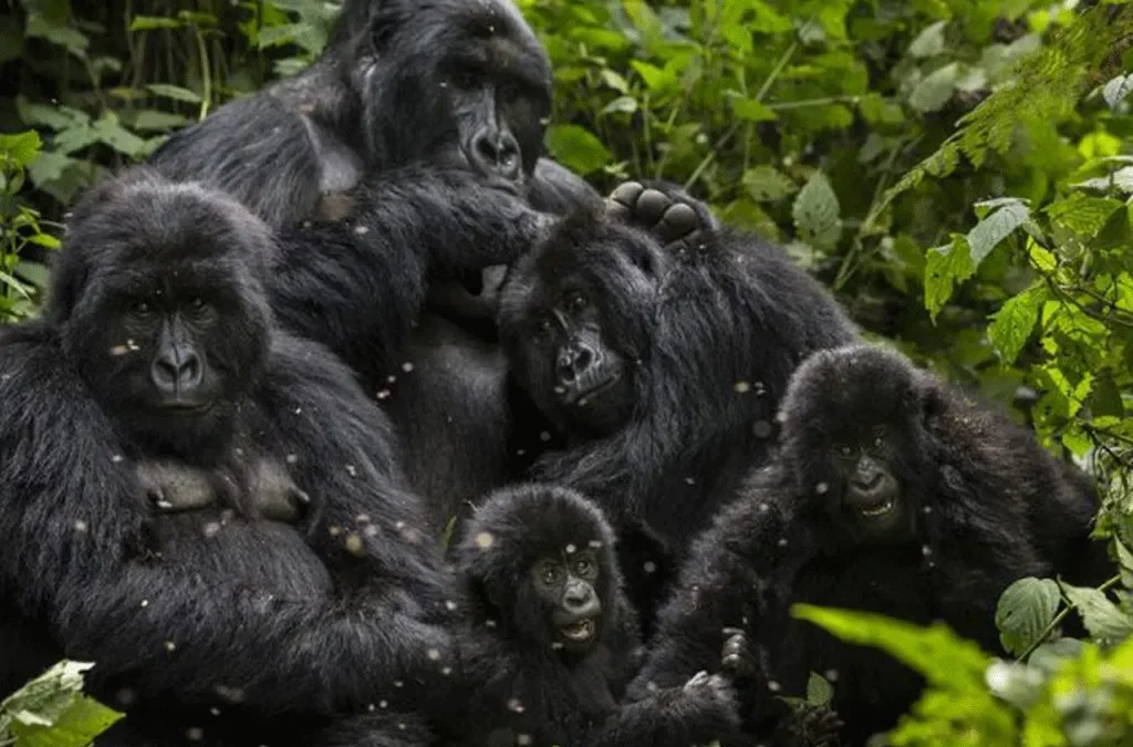 Uganda wildlife Authority Gorilla conservation
