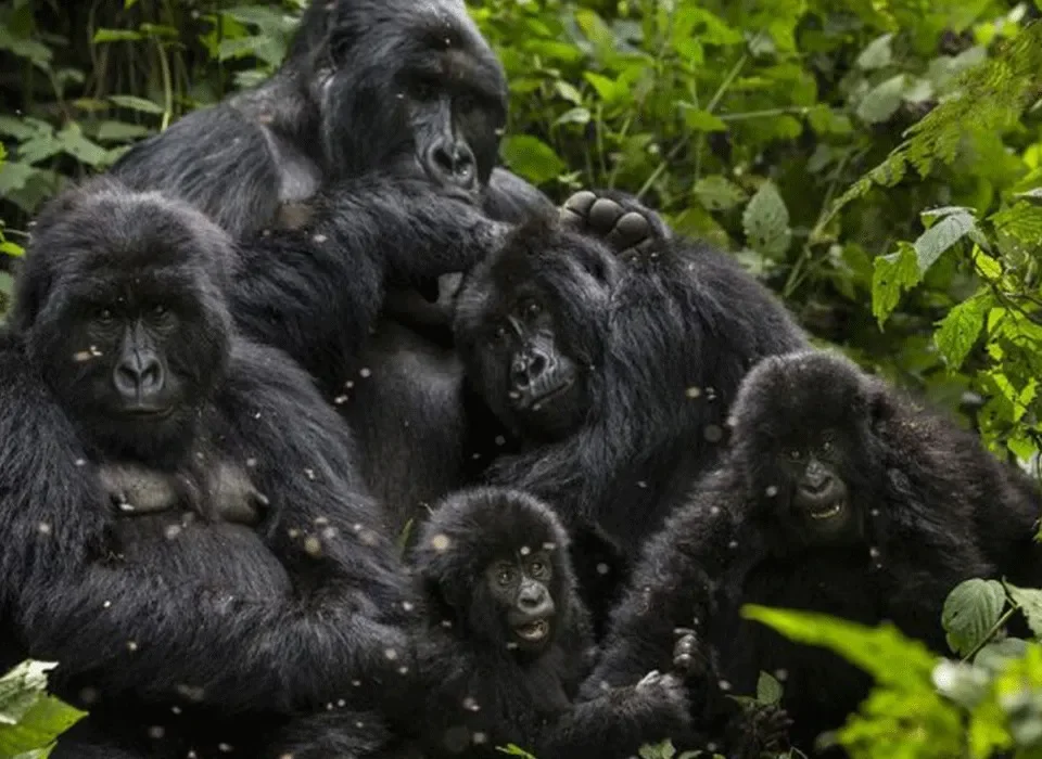 Uganda wildlife Authority Gorilla conservation